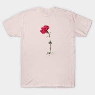 Single Stem Red Carnation Isolated T-Shirt